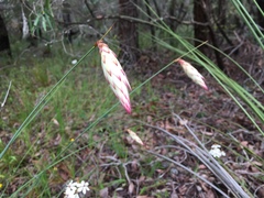 Johnsonia lupulina