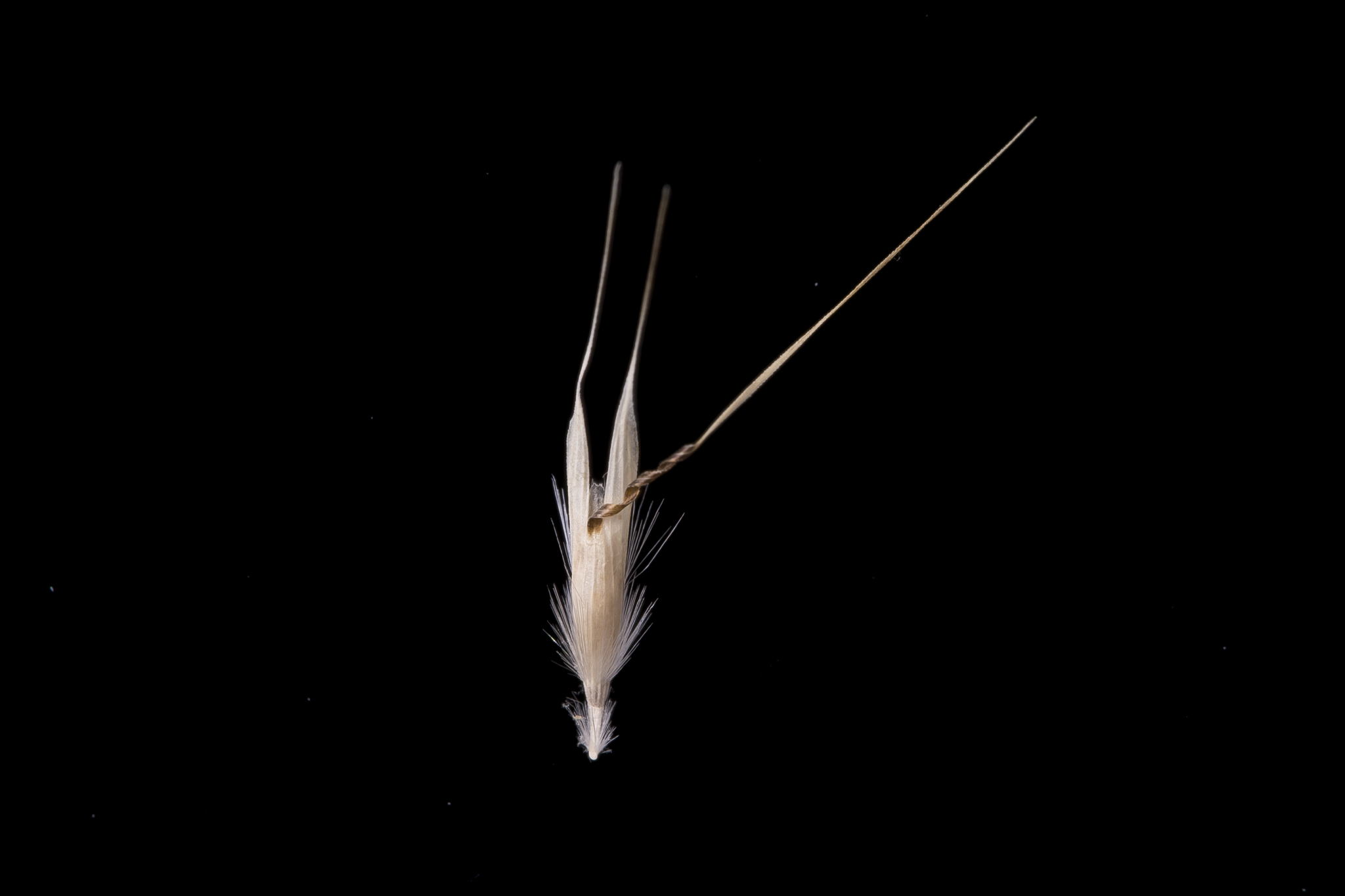 Rytidosperma racemosum