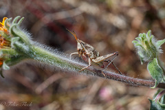 Sphenarium