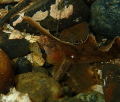 Nautichthys oculofasciatus