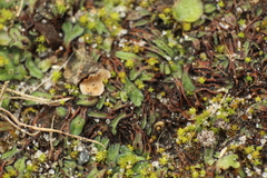 Riccia nigrella
