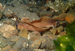 Nautichthys oculofasciatus