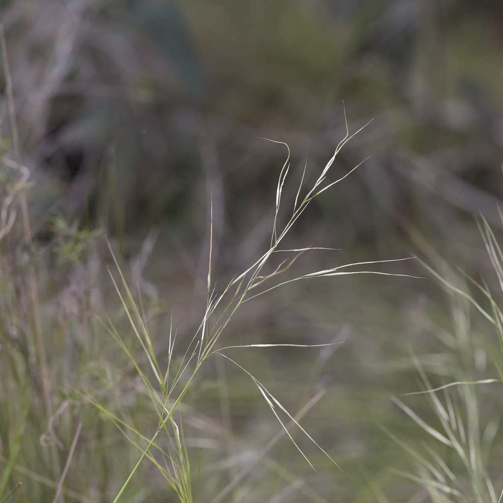 Austrostipa pubinodis