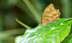 Pseudodebis puritana