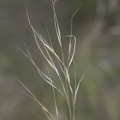 Austrostipa pubinodis