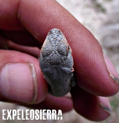 Sceloporus parvus parvus