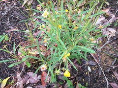 Hibbertia cunninghamii