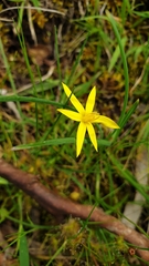 Pauridia vaginata