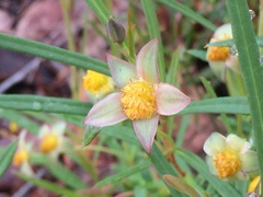 Hibbertia cunninghamii