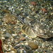 Pacific Staghorn Sculpin - Photo (c) Sara Thiebaud, some rights reserved (CC BY-NC), uploaded by Sara Thiebaud