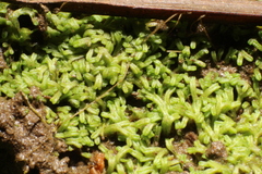 Riccia multifida