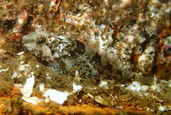 Artedius harringtoni