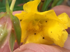 Hibbertia cunninghamii