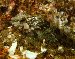 Artedius harringtoni