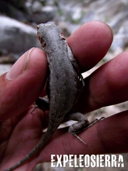 Sceloporus parvus parvus