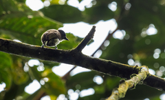 Picumnus granadensis