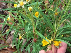 Hibbertia cunninghamii
