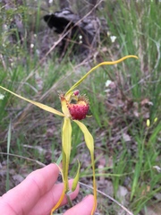 Caladenia procera