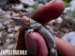 Sceloporus parvus parvus