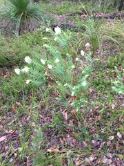 Pimelea spectabilis