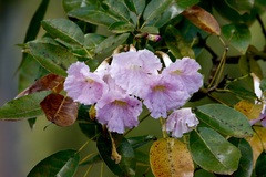 Tabebuia heterophylla