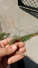 Podarcis siculus campestris