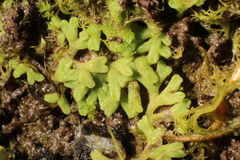 Riccia multifida