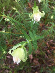 Pimelea spectabilis