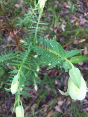 Pimelea spectabilis