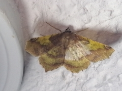 Antepione thisoaria