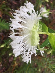 Pimelea spectabilis