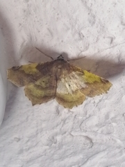 Antepione thisoaria