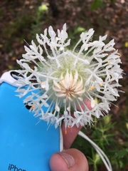 Pimelea spectabilis
