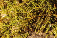 Thuidiopsis sparsa