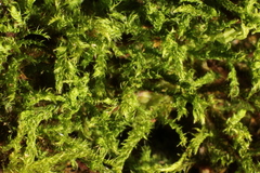Thuidiopsis sparsa