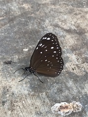 Euploea camaralzeman