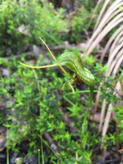 Pterostylis barbata