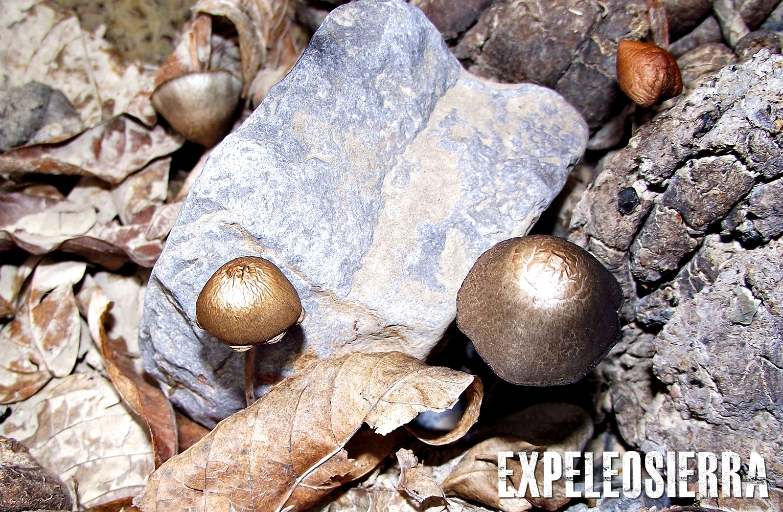 Panaeolus papilionaceus image