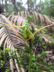 Pterostylis barbata