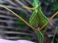 Pterostylis barbata