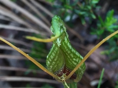 Pterostylis barbata