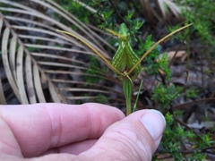 Pterostylis barbata