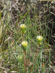 Petrophile acicularis