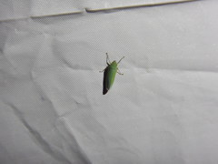 Draeculacephala inscripta