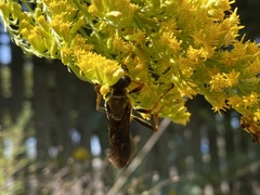 Sphex flavovestitus
