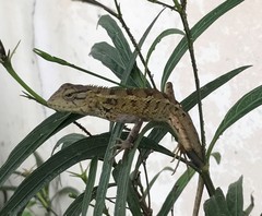 Calotes versicolor