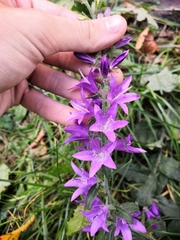 Campanula bononiensis