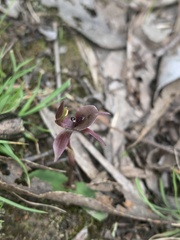 Chiloglottis × pescottiana