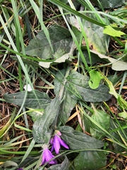 Campanula bononiensis