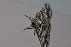 Lipogya leucoprosopa